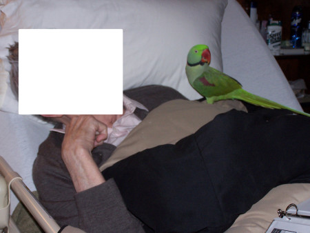 Chester, my Alexandrine Ringneck Parakeet, came with me to visit residents in a local nursing home.