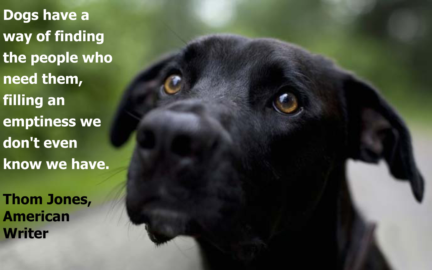 dog quote | Good Things Going Around