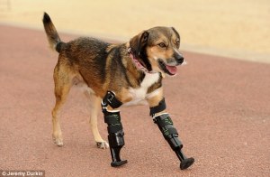Tara the beagle mix with prosthetic legs
