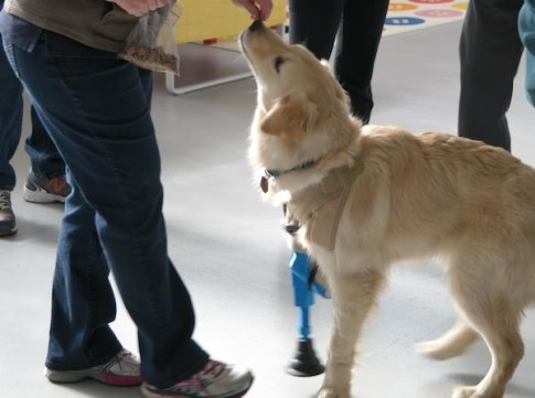 Xavier University Builds Prosthetic For Assistance Dog